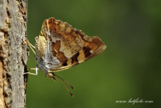 Anadolu ehzadesi (Thaleropis ionia)