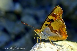 Anadolu ehzadesi (Thaleropis ionia)