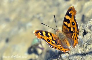 Anadolu ehzadesi (Thaleropis ionia)