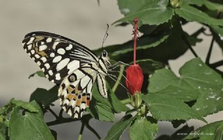 Nusaybin Gzeli (Papilio demoleus)