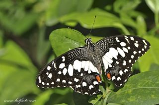 Nusaybin Gzeli (Papilio demoleus)