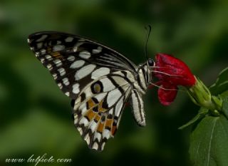 Nusaybin Gzeli (Papilio demoleus)