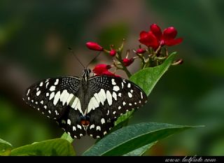 Nusaybin Gzeli (Papilio demoleus)