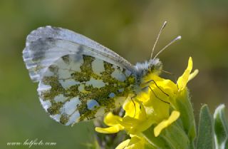 Step S�sl�s�&nbsp;(Anthocharis&nbsp;gruneri)