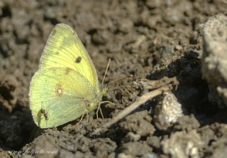 Anadolu Azameti (Colias aurorina)