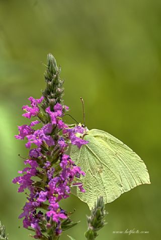 Anadolu Orakkanad (Gonepteryx farinosa)