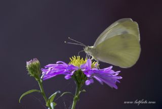 Yalanc Beyazmelek (Pieris pseudorapae)