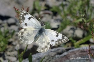 Doruklarn Beneklimelei (Pontia callidice)