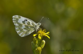 Kk Beneklimelek (Pontia chloridice)