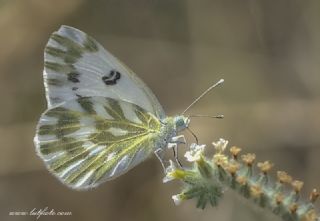 Kk Beneklimelek (Pontia chloridice)