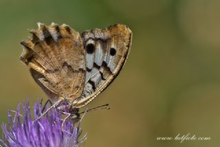 Kzl Cad (Chazara bischoffii)
