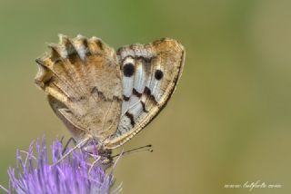 Kzl Cad (Chazara bischoffii)