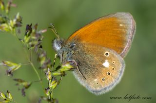 Orman Zpzp Perisi (Coenonympha glycerion)