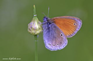 Kafkasya Zpzp Perisi (Coenonympha symphita)