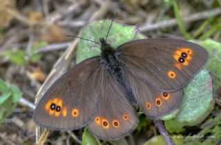 Orman Gzelesmeri (Erebia medusa )