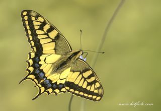 Krlangkuyruk (Papilio machaon)