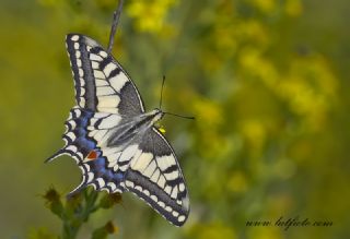 Krlangkuyruk (Papilio machaon)