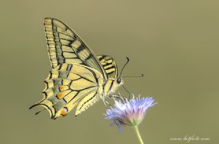 Krlangkuyruk (Papilio machaon)