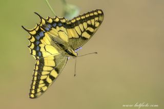 Krlangkuyruk (Papilio machaon)