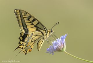 Krlangkuyruk (Papilio machaon)