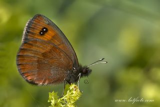 Mecnun Gzelesmeri (Erebia melancholica)