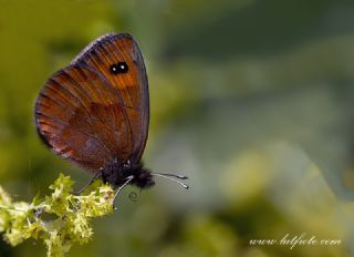 Mecnun Gzelesmeri (Erebia melancholica)