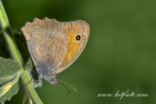 Esmerperi (Hyponephele lupina)