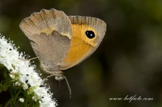 Halikarnas Esmeri (Maniola halicarnassus)