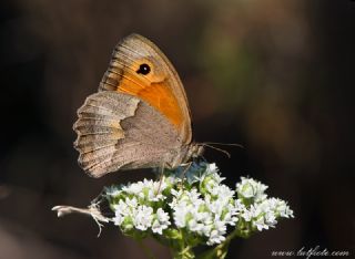 Halikarnas Esmeri (Maniola halicarnassus)