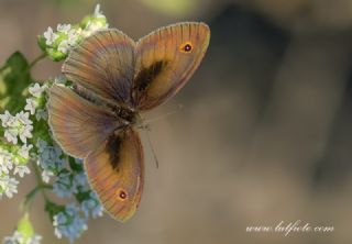 Halikarnas Esmeri (Maniola halicarnassus)