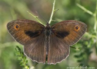 Halikarnas Esmeri (Maniola halicarnassus)