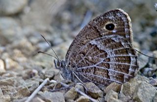 Beyaz Damarl Pirireis (Satyrus amasinus)