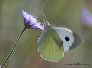 Byk Beyazmelek  (Pieris brassicae)