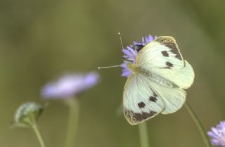 Byk Beyazmelek  (Pieris brassicae)