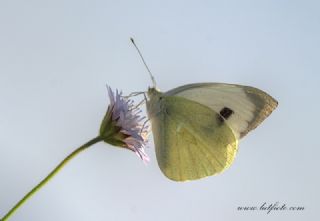 Byk Beyazmelek  (Pieris brassicae)