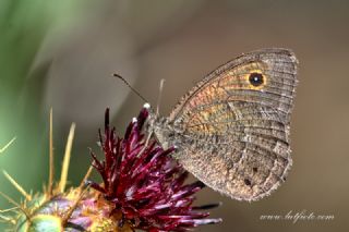 Hametli Pirireis (Satyrus ferulus)