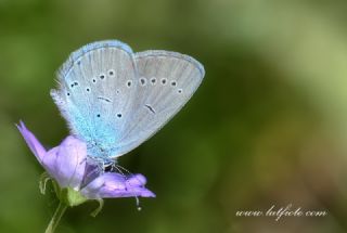 Mavi Osiris&nbsp;(Cupido&nbsp;osiris)