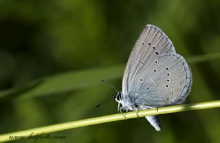 Mavi Osiris&nbsp;(Cupido&nbsp;osiris)