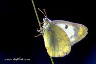 Orman Azameti (Colias hyale)