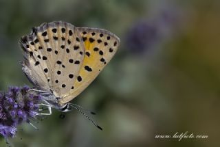 Alev Ategzeli (Lycaena kefersteinii)