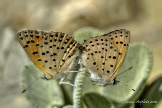 Alev Ategzeli (Lycaena kefersteinii)