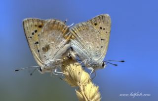 Da Atei (Lycaena thetis)