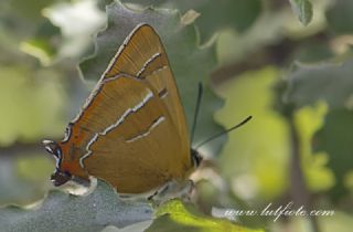 Hu� G�zeli&nbsp;(Thecla&nbsp;betulae)