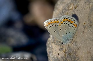 Anadolu Esmergz (Plebejus modicus)