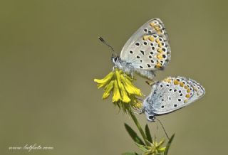 Anadolu Esmergz (Plebejus modicus)