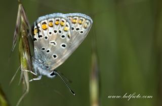 T�rkmenistan Esmerg�z�&nbsp;(Plebejus&nbsp;zephyrinus)