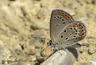 Doulu Esmergz (Plebejus carmon)