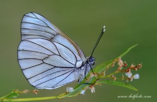 Al Beyaz (Aporia crataegi)