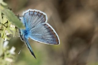 �okg�zl� Vatan Mavisi&nbsp;(Polyommatus&nbsp;igisizilim)