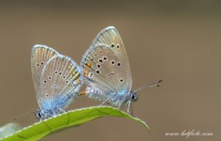 okgzl Gzel Mavi (Polyommatus bellis)